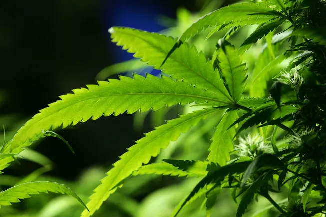 大麻友好型银行面临差异化竞争压力
